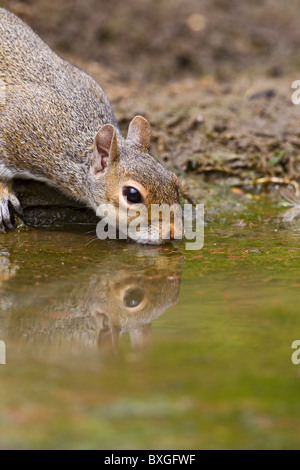 Grey Squirrel ( Sciurus carolinensis ) drinking at pond Stock Photo