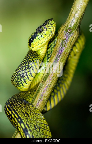 Black Speckled Palm Pitviper 