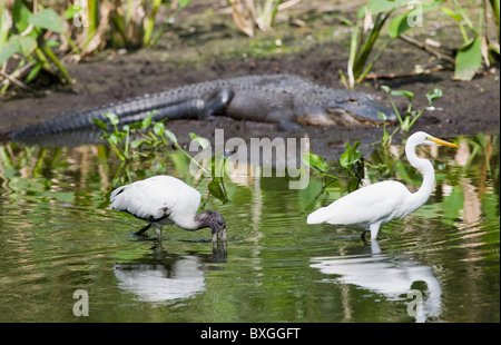 Typical Everglades scene of Alligator, egret and endangered species wood stork at Fakahatchee Strand, Florida, USA Stock Photo