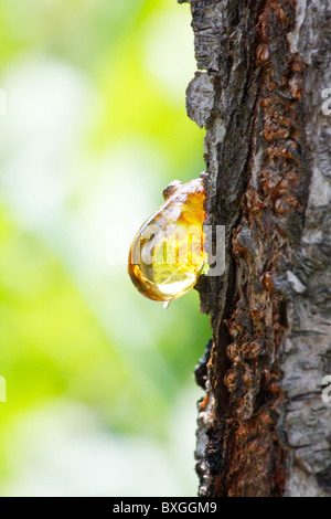 Close up of amber yellow resin drop from queen-apple tree (Cydonia) in summer Stock Photo