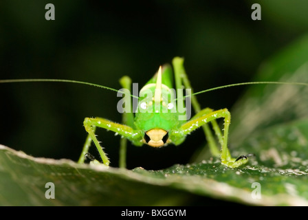 Horn Katydid 'Copiphora rhinoceros' from Costa Rica Stock Photo