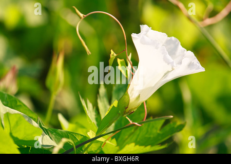 White Hedge Bindweed Calystegia Sepium (Convolvulus sepium) flower lit by the evening sun for natural floral background Stock Photo
