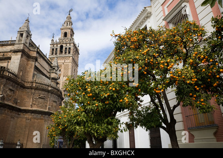 Giralda (former mosque minaret converted into Cathedral bell tower) behind fruiting orange fruit tree. Seville / Sevilla. Spain. Stock Photo