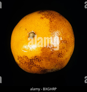 Ethylene burn caused by a ripening agent to an orange fruit in store Stock Photo