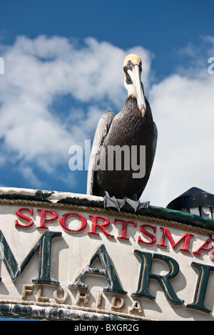 Brown Pelican at Bayside Marina, Islamorada, Florida Keys, USA Stock Photo