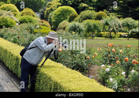 Elder Japanese man taking pictures of roses in Shinjuku Park, Tokyo, Japan Stock Photo
