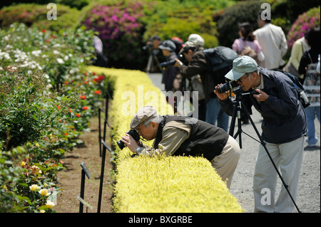 Elder Japanese men taking pictures of roses in Shinjuku Park, Tokyo, Japan Stock Photo