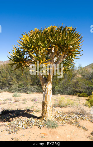 Quiver Tree Goegap Nature Reserve Namaqualand South Africa Stock Photo