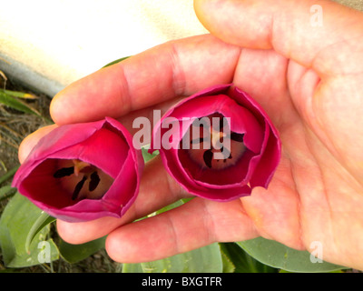 tulip flowers in the hands of the farmer before harvest Stock Photo