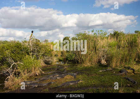 Large group of Alligators in typical Everglades scene, Florida, USA Stock Photo