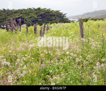 Spring wildflowers and old fence, Garrapata State Park, California, USA Stock Photo