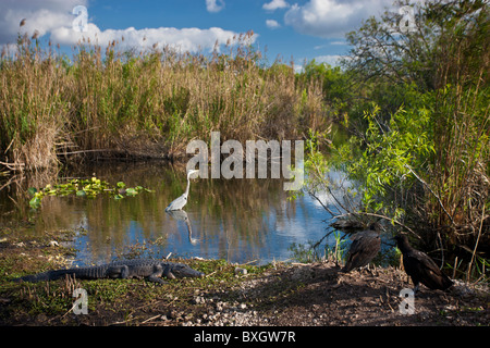 Typical Everglades scene Great Blue Heron, Alligator, Black vultures in a pond in The Everglades, Florida, USA Stock Photo