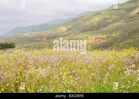 Field of spring wildflowers and dappled sunlight on coastal hills, Garrapata State Park, California, USA Stock Photo