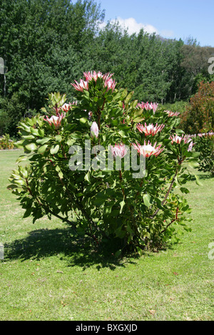 King Protea aka Giant Protea, Honeypot or King Sugar Bush, Protea cynaroides, Proteaceae, Cape Province, South Africa Stock Photo