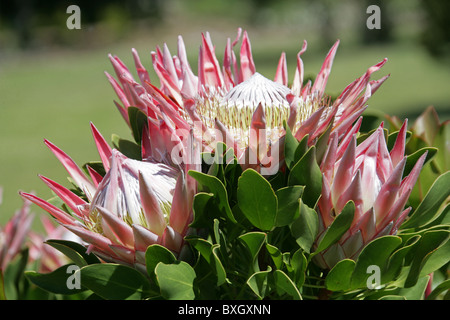 King Protea aka Giant Protea, Honeypot or King Sugar Bush, Protea cynaroides, Proteaceae, Cape Province, South Africa Stock Photo