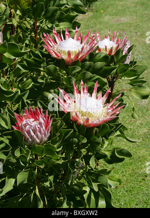 King Protea aka Giant Protea, Honeypot or King Sugar Bush, Protea cynaroides, Proteaceae, Cape Province, South Africa Stock Photo