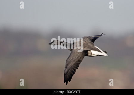 Brent Goose in flight Stock Photo