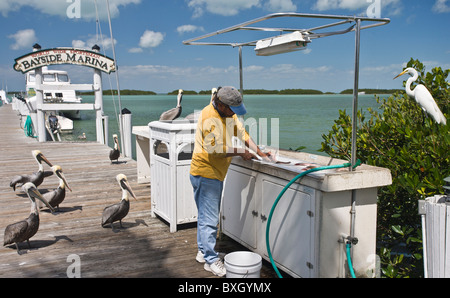 Fisherman at Bayside Marina gutting fish catch watched by Brown Pelicans and Great White Egret, Florida Keys, USA Stock Photo