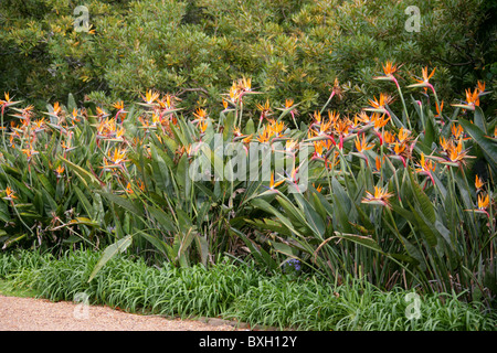 Strelitzia, Crane Flower or Bird of Paradise, Strelitzia reginae, Strelitziaceae, South Africa. Impressive Display, Kirstenbosch Stock Photo