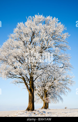 Winter trees covered with Hoarfrost, Fenwick Moors, Scotland Stock Photo