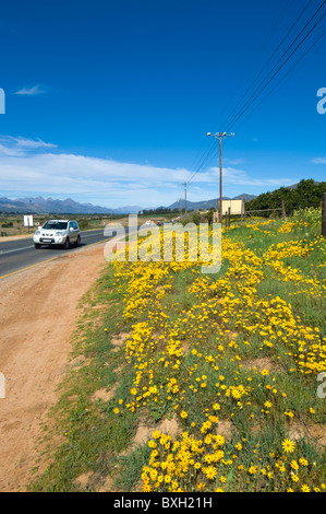 Wildflowers Namaqualand Western Cape South Africa Stock Photo