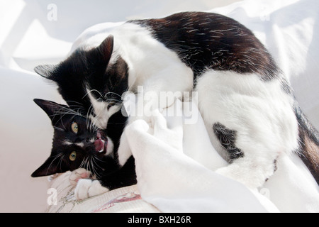 two playful kittens fighting Stock Photo