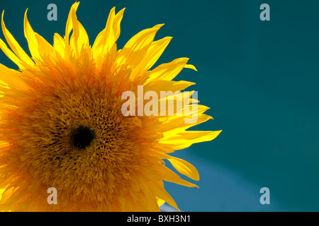 Yellow Chrysanthemum Against a Blue Background Stock Photo
