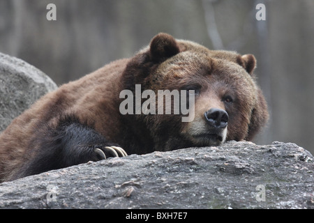 do grizzly bears hibernate in a cave