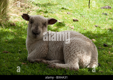 Lamb on a Pasture above the Pacific Ocean at Otago peninsula  Lamm auf einer Weide auf der Otago-Halbinsel über dem Pazifik Stock Photo