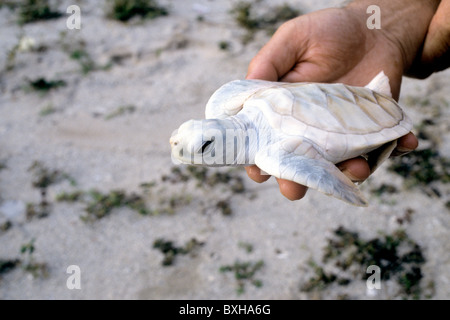Hand displaying Albino baby 'Green Sea' turtle Stock Photo