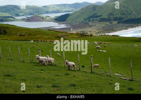 Lamb on a Pasture above the Pacific Ocean at Otago peninsula  Lamm auf einer Weide auf der Otago-Halbinsel über dem Pazifik Stock Photo