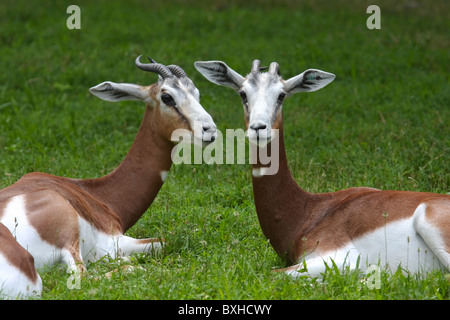 Dama Gazelle Stock Photo