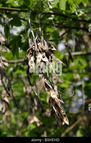 Robinia pseudoacacia, commonly known as the Black Locust seeds, Great Britain, 2010 Stock Photo