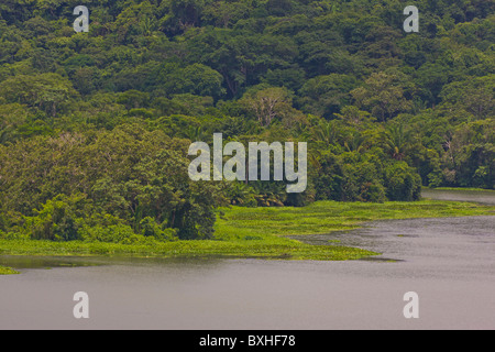 GAMBOA, PANAMA - river and rain forest along Panama Canal zone. Stock Photo