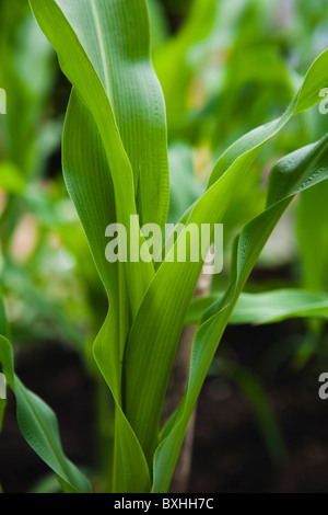 Close up of corn stalk and leaves Stock Photo: 135735578 - Alamy