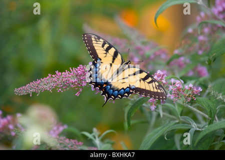 Eastern Tiger Swallowtail Butterfly Stock Photo