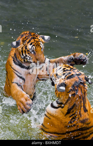 Tigers play fighting in water, Indochinese tiger or Corbett's tiger (Panthera tigris corbetti), Thailand Stock Photo