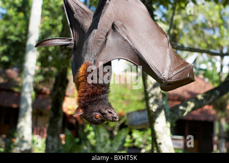 Little Red Flying-fox (Pteropus scapulatus Stock Photo - Alamy