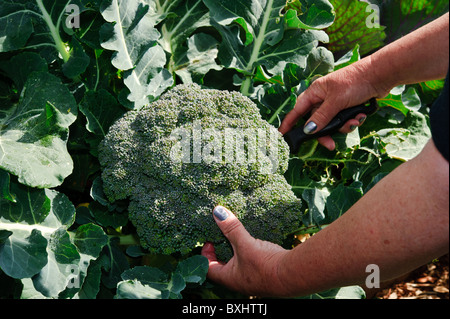 Fresh food from the garden Stock Photo