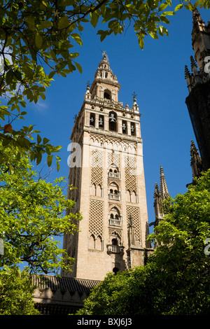 Giralda (former mosque minaret converted into Cathedral bell tower) behind orange fruit tree / trees. Seville / Sevilla. Spain. Stock Photo