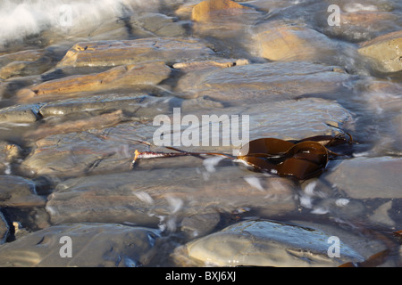 Tide coming in at Kimmeridge Bay over the rocks with brown kelp seaweed, Isle of Purbeck, Dorset, England, UK Stock Photo