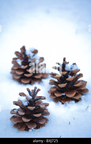 Three pine / fir cones in a white and snowy setting. Stock Photo