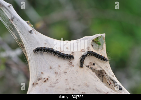 Small eggar (Eriogaster lanestris) caterpillars on their nest - Cevennes - France Stock Photo