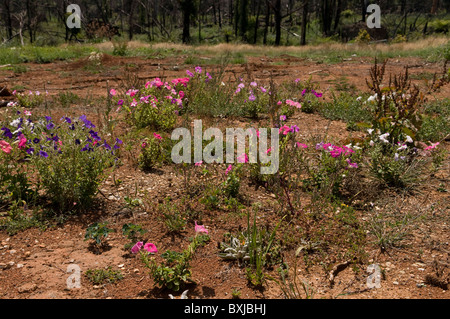 Flowers growing on a plot of land where a house used to be a year after a bushfire Stock Photo