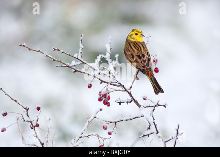 Yellowhammer Emberiza citrinella  on snow covered hedgerow in winter Stock Photo