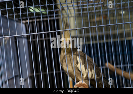 Caged bird at the Bird Market, Mong Kok, Kowloon, Hong Kong, China Stock Photo