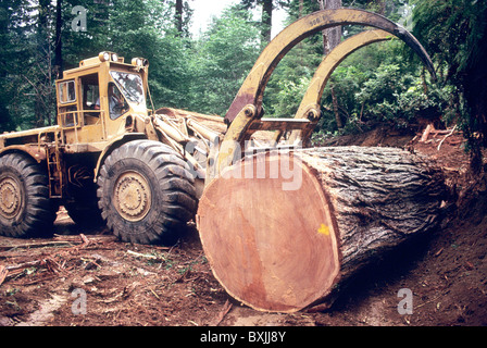 Caterpillar Loader 988 sorting Redwood logs, Stock Photo