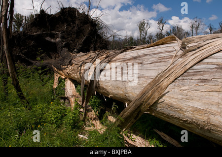 Fallen fire damaged tree Stock Photo