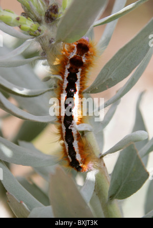 Cape Lappet Moth Caterpillar, Eutricha capensis, Lasiocampidae, Feeding on Silver-Leaved Wheel-Pincushion Protea. Stock Photo