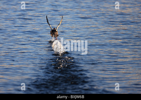 A duck takes off from the surface of Lake Superior in Duluth, Minnesota. Stock Photo